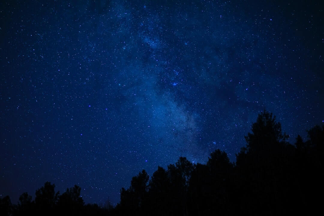 A pine forest at night
